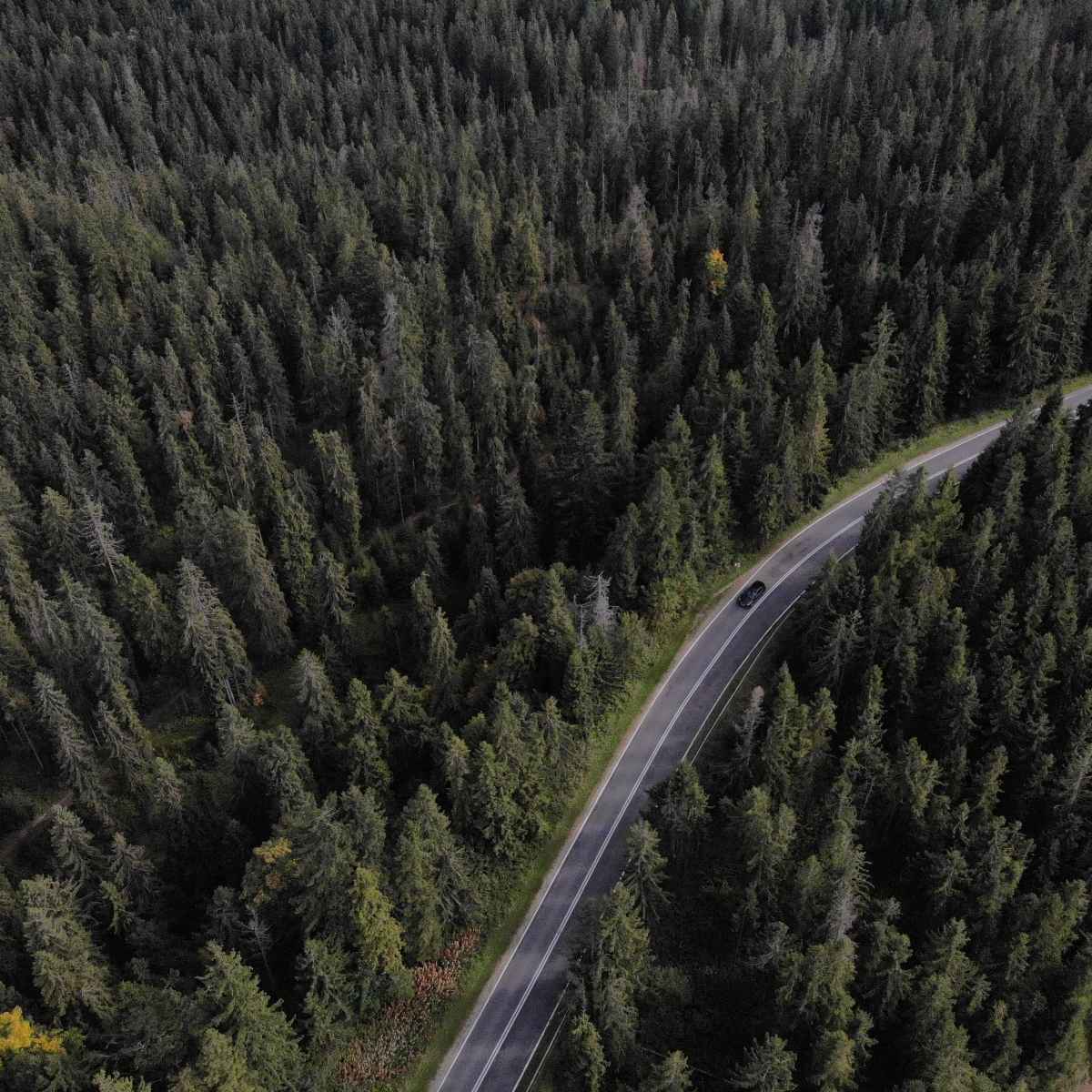 route à travers la forêt à vol d\'oiseau, transfert de cracovie à zakopane transferts